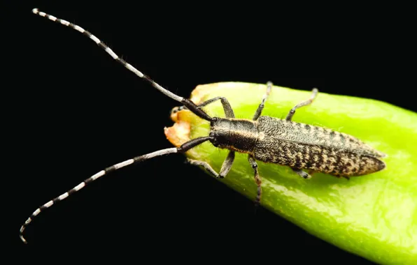 Plant, insect, Longhorn Beetle
