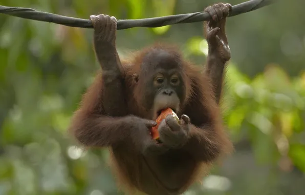 Картинка animals, nature, orangutans, relax time