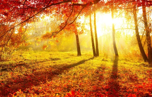 Картинка осень, листья, деревья, природа, утро, красиво, берёзы, желтый фон