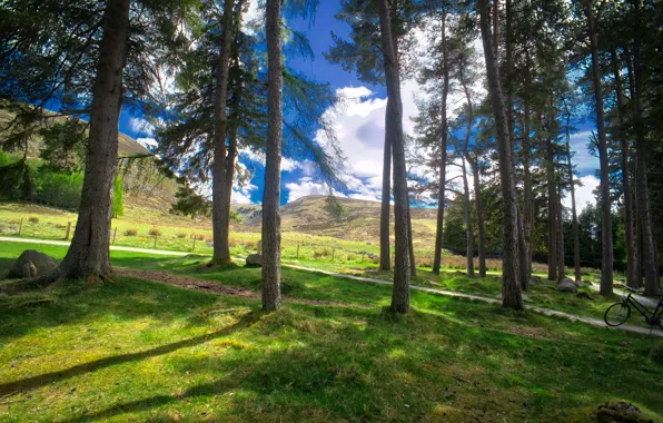 Картинка Природа, Трава, Деревья, Шотландия