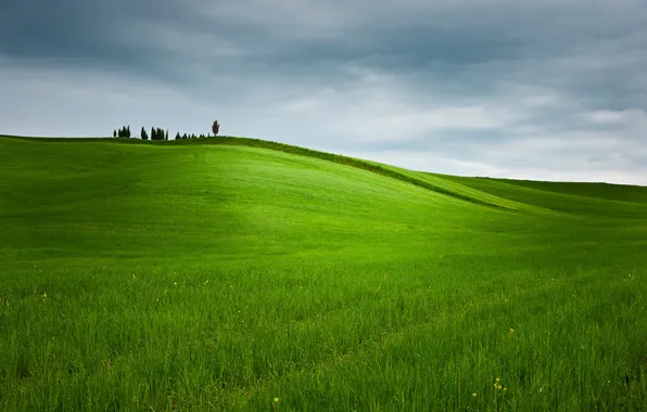Картинка поле, небо, трава