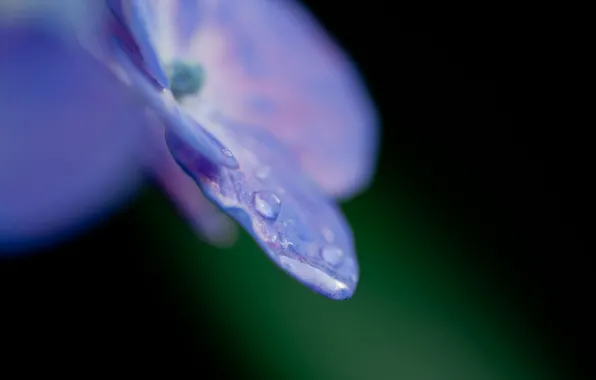 Картинка цветок, фиолетовый, вода, капли, макро, природа, роса, цвет
