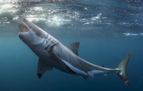 Underwater, animals, sea, animal themes, animals in the wild, great white shark
