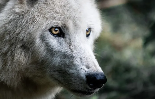 Картинка nature, snow, predator, face, animal, wolf, wildlife, portrait