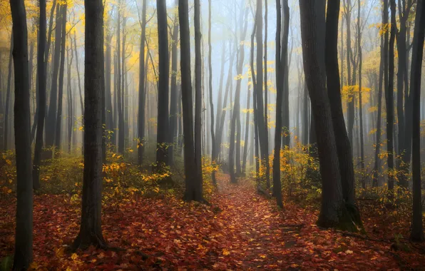 Осень, лес, деревья, Канада, Онтарио, Canada, Ontario, опавшие листья