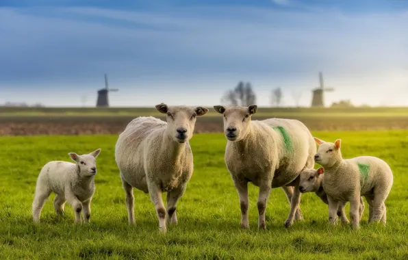 Картинка поле, природа, овцы