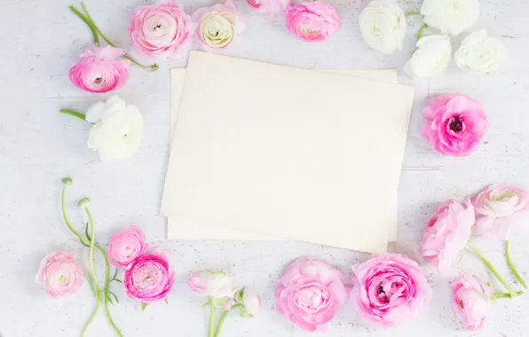 Картинка white, pink, розовые цветы, flowers, beautiful, лютики, ranunculus