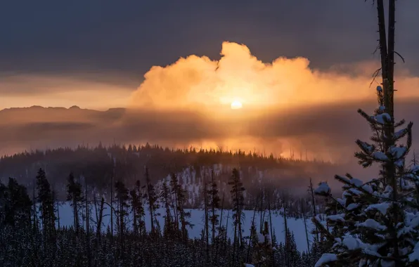Зима, туман, утро, Yellowstone National Park