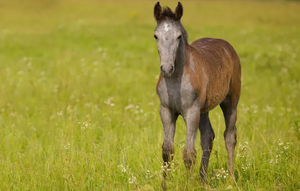 Картинка поле, трава, конь, лошадь, жеребёнок
