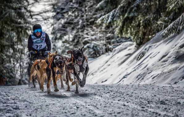Собаки, снег, гонка, спорт