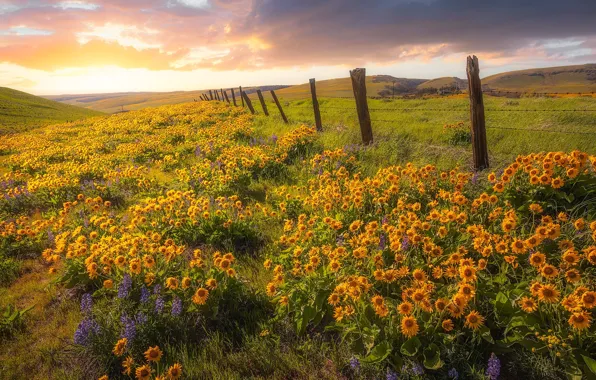 Цветы, холмы, забор, луг, штат Вашингтон, Washington State, бальзамориза, Columbia Hills State Park