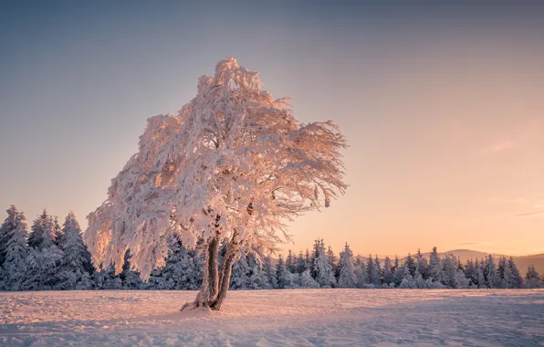 Картинка зима, снег, дерево, елки, утро