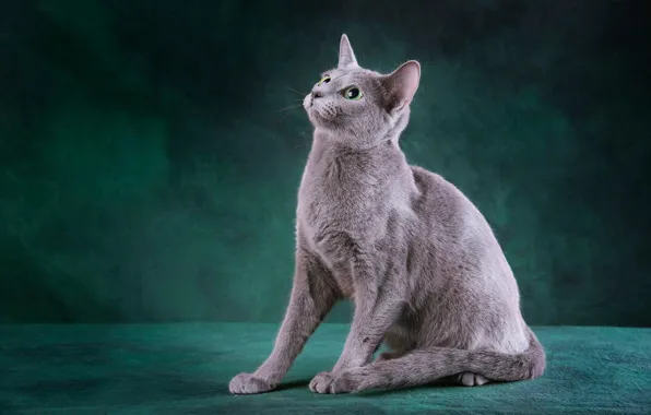 Кошка, кот, взгляд, поза, серый, лапы, мордочка, сидит