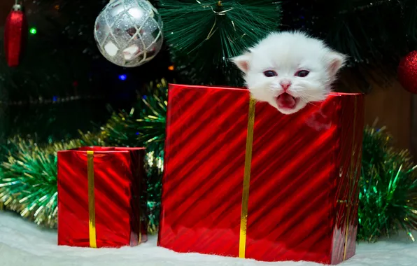Язык, кошка, белый, взгляд, поза, котенок, коробка, подарок