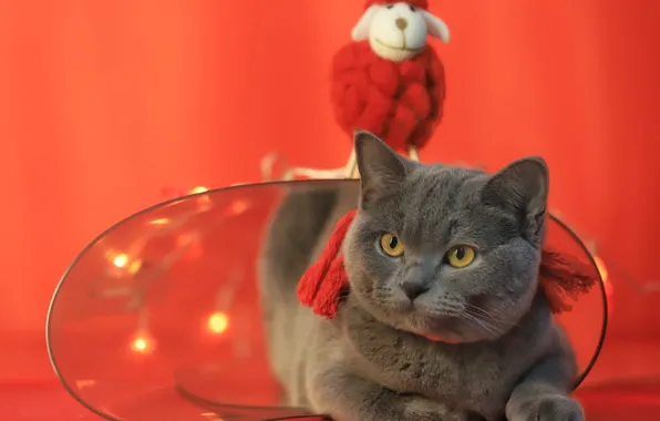 Кошка, кот, взгляд, свет, огни, поза, серый, игрушка