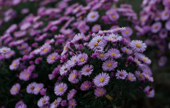 Картинка листья, цветы, темный фон, размытие, сад, клумба, кусты, много