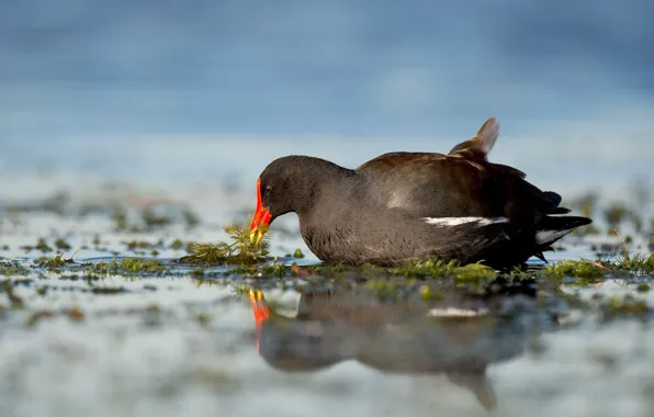 Lake, reflection, wildlife, nest, mirror, gallinule