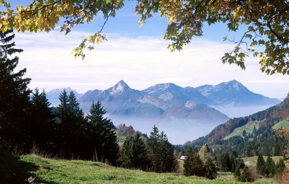 Лес, горы, природа