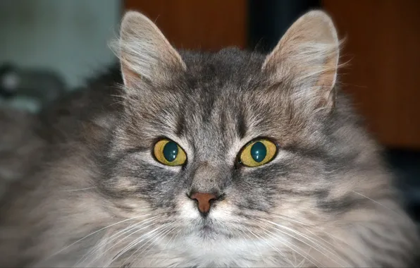 Кошка, Раиса, Петровна