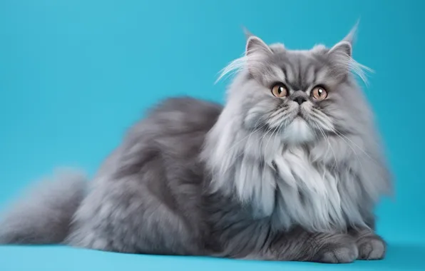 Кошка, кот, взгляд, поза, серый, пушистый, лежит, мордашка
