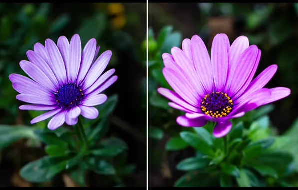 Цветы, зеленый, растение, Остеоспермум, Osteospermum