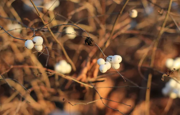 White, fruit, twig
