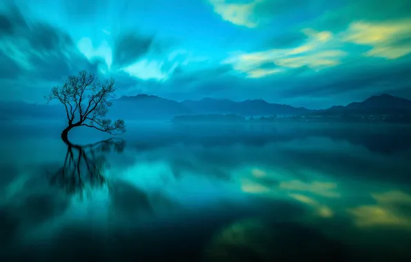 Озеро, дерево, New Zealand, Wanaka