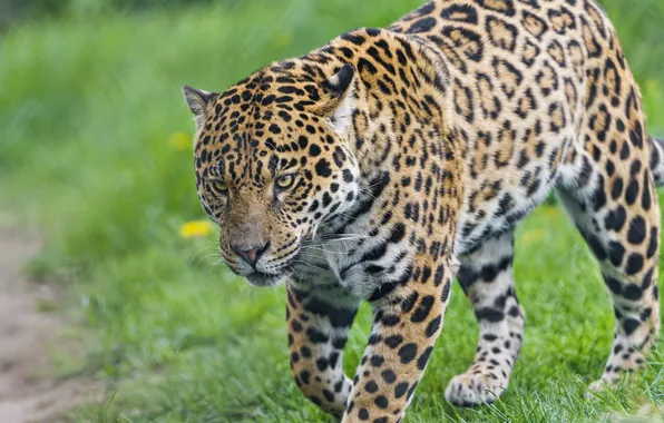 Картинка кошка, трава, ягуар, ©Tambako The Jaguar
