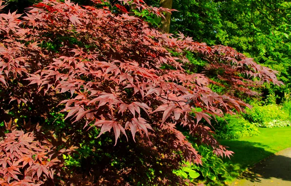 Red, leafs, twigs