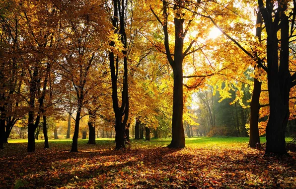Картинка осень, лес, трава, деревья, парк, листва