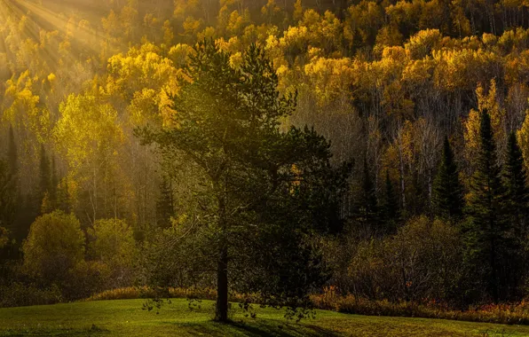 Осень, лес, солнце, лучи, свет, туман, дерево, поляна