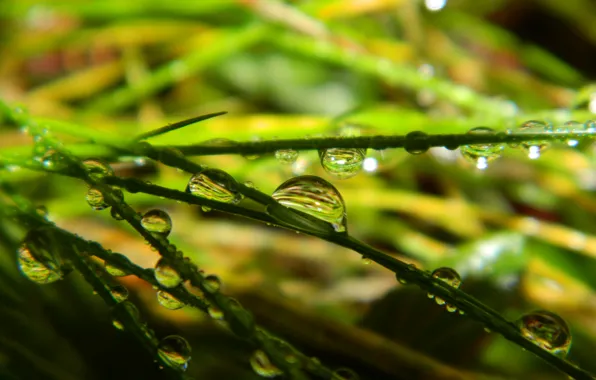 Картинка зелень, капли, макро, green, Листья, leaves, macro, drops