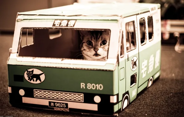Картинка котик, Nekobasu, кошачий автобус