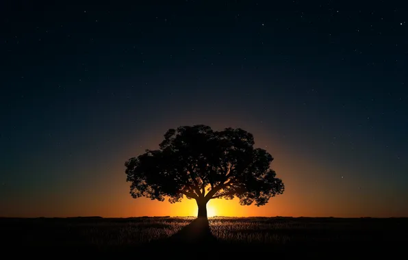 Картинка trees, nature, night, night sky, sunlight, plants, sunset glow