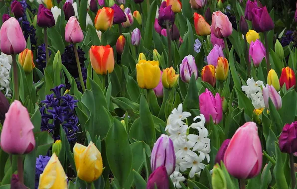 Тюльпаны, бутоны, разноцветные, гиацинты