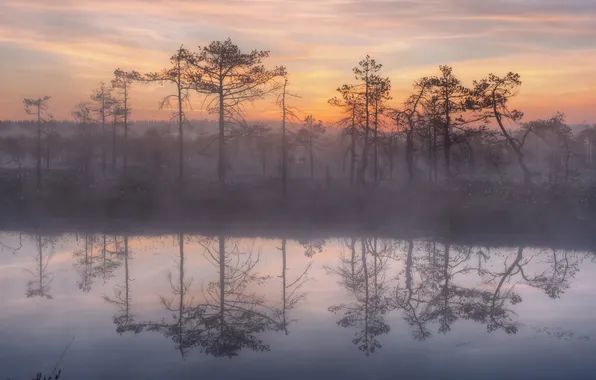 Trees, sunset, fog