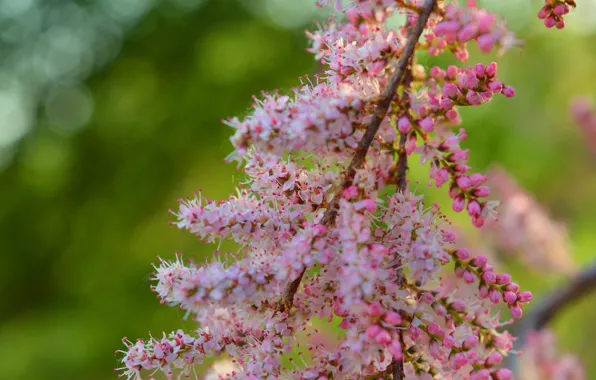 Картинка Весна, Spring, Цветение, Flowering, тамариск