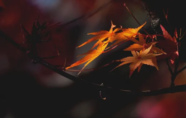 Осень, листья, ветки