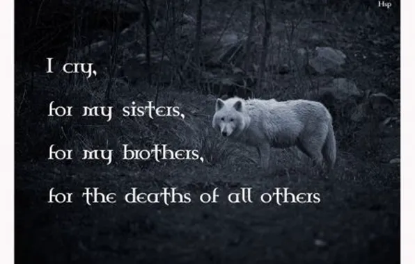 Картинка nature, predator, animal, wolf, quotes, wildlife, wolf wisdom, Canis lupus