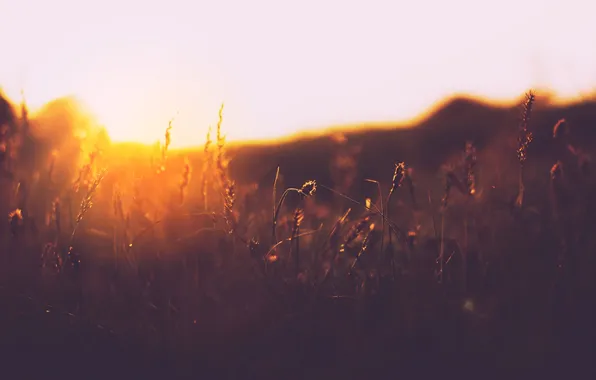 Картинка поле, трава, закат