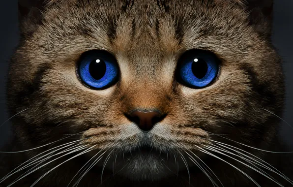 Картинка кошка, кот, усы, взгляд, морда, голубые глаза