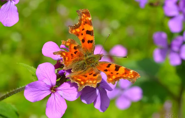 Картинка цветок, Макро, Бабочка, Macro, Butterfly