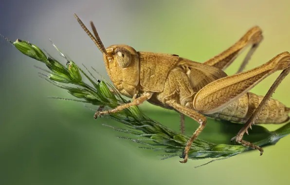 Макро, насекомое, кузнечик