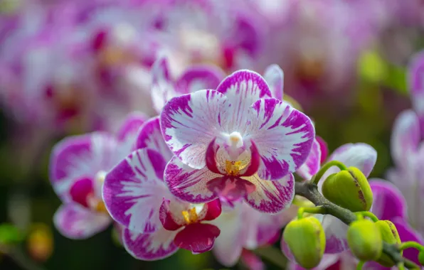 Ветка, цветение, орхидея