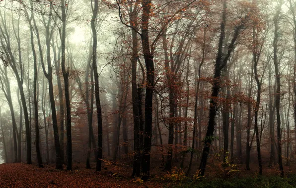 Лес, деревья, туман, тропа, Осень, forest, trees, autumn