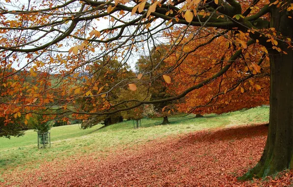 Картинка листья, деревья, парк, Осень