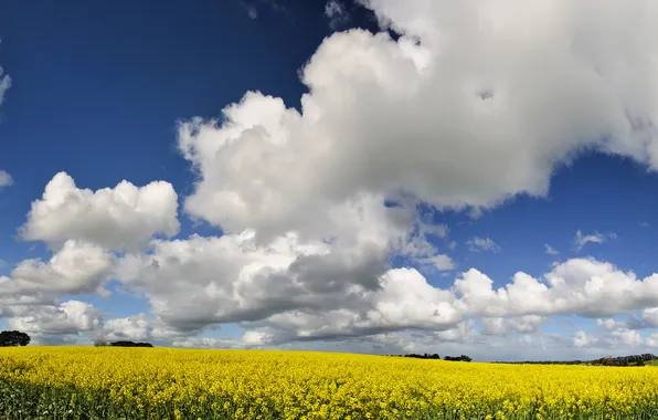 Картинка поле, небо, цветы, желтый