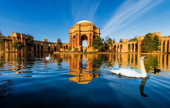 Небо, пруд, птица, Сан-Франциско, лебедь, США, архитектура, аркада