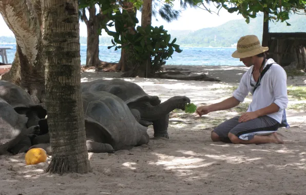 Человек, черепахи, Seychelles Pictures