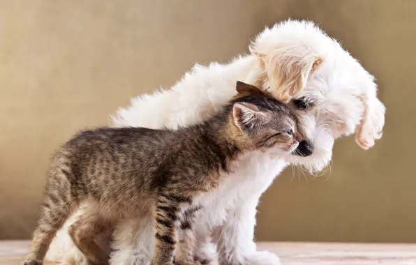 ANIMALS, DOG, CAT